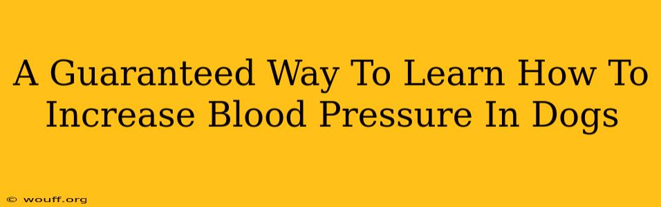 A Guaranteed Way To Learn How To Increase Blood Pressure In Dogs